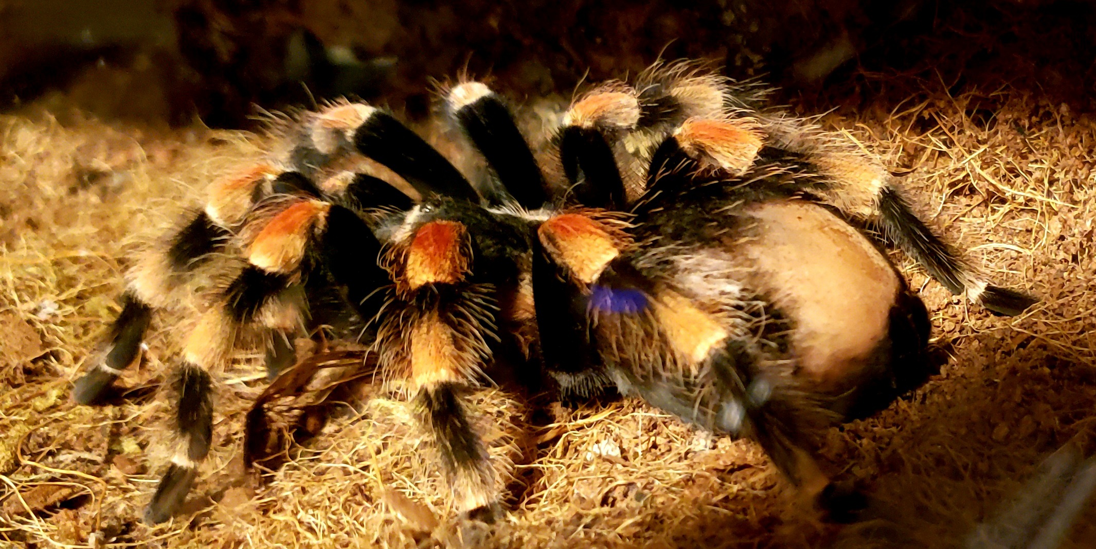 Smithi