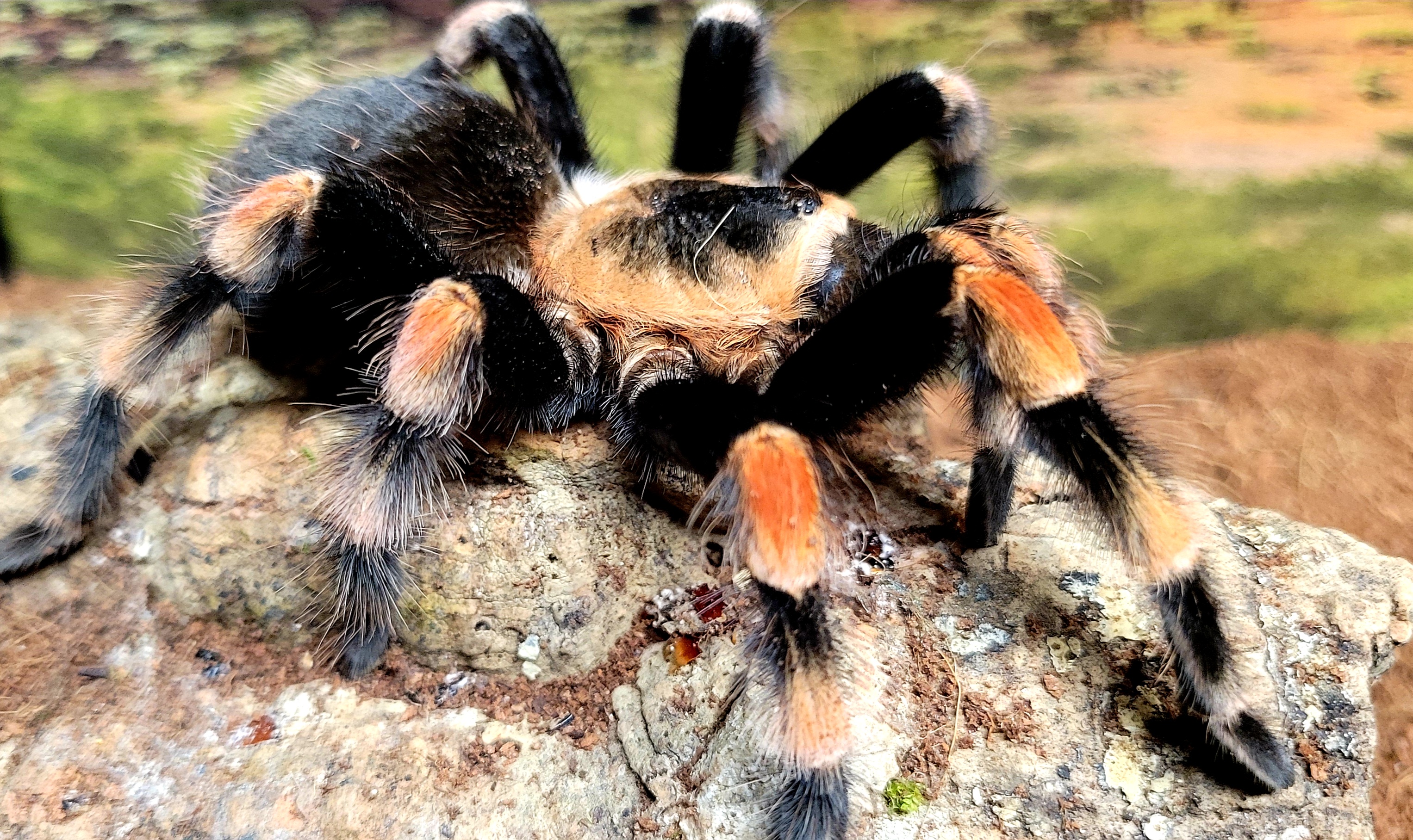 Smithi