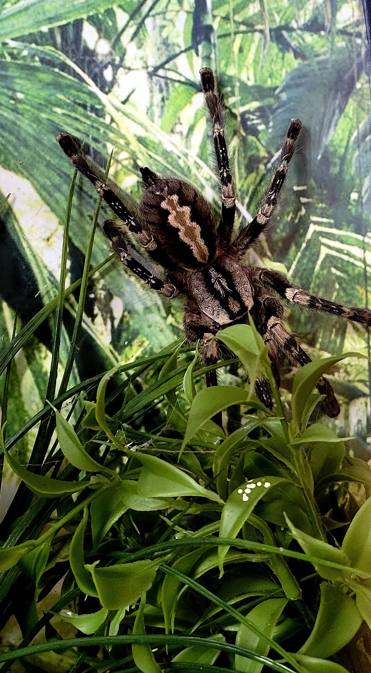 smithi