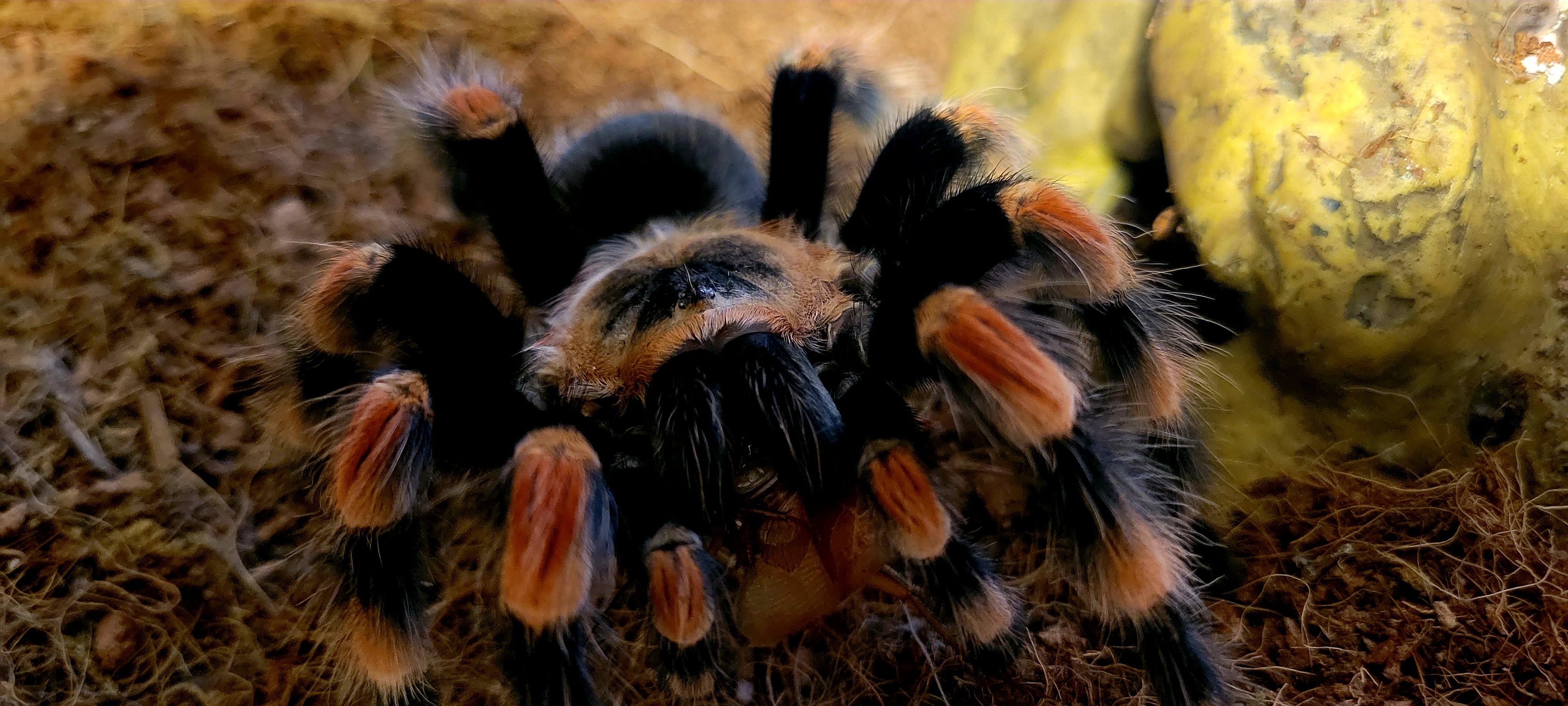 Smithi