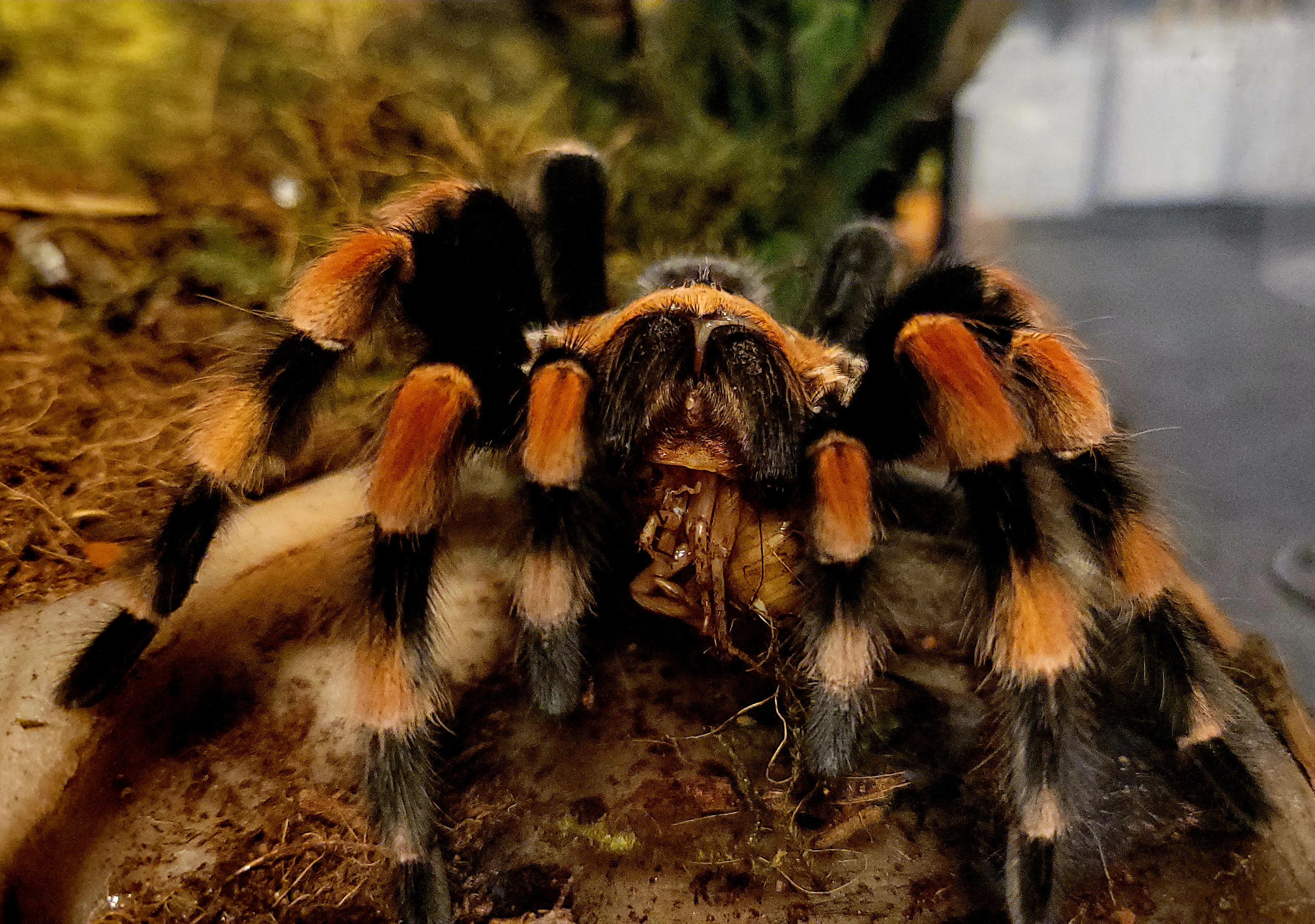 Smithi