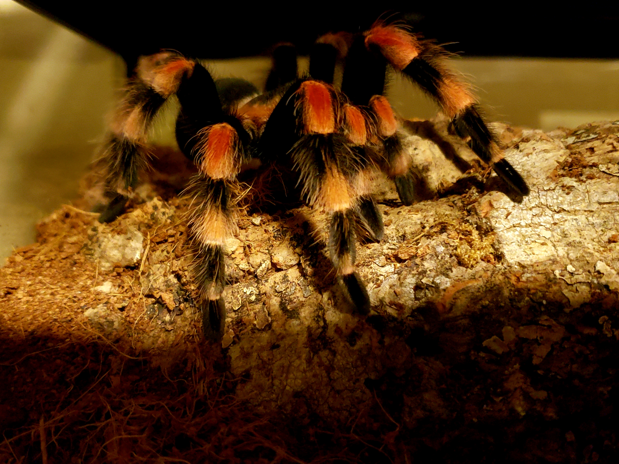 Smithi