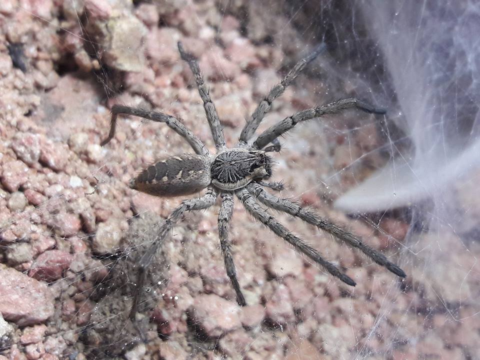 sosippus californicus