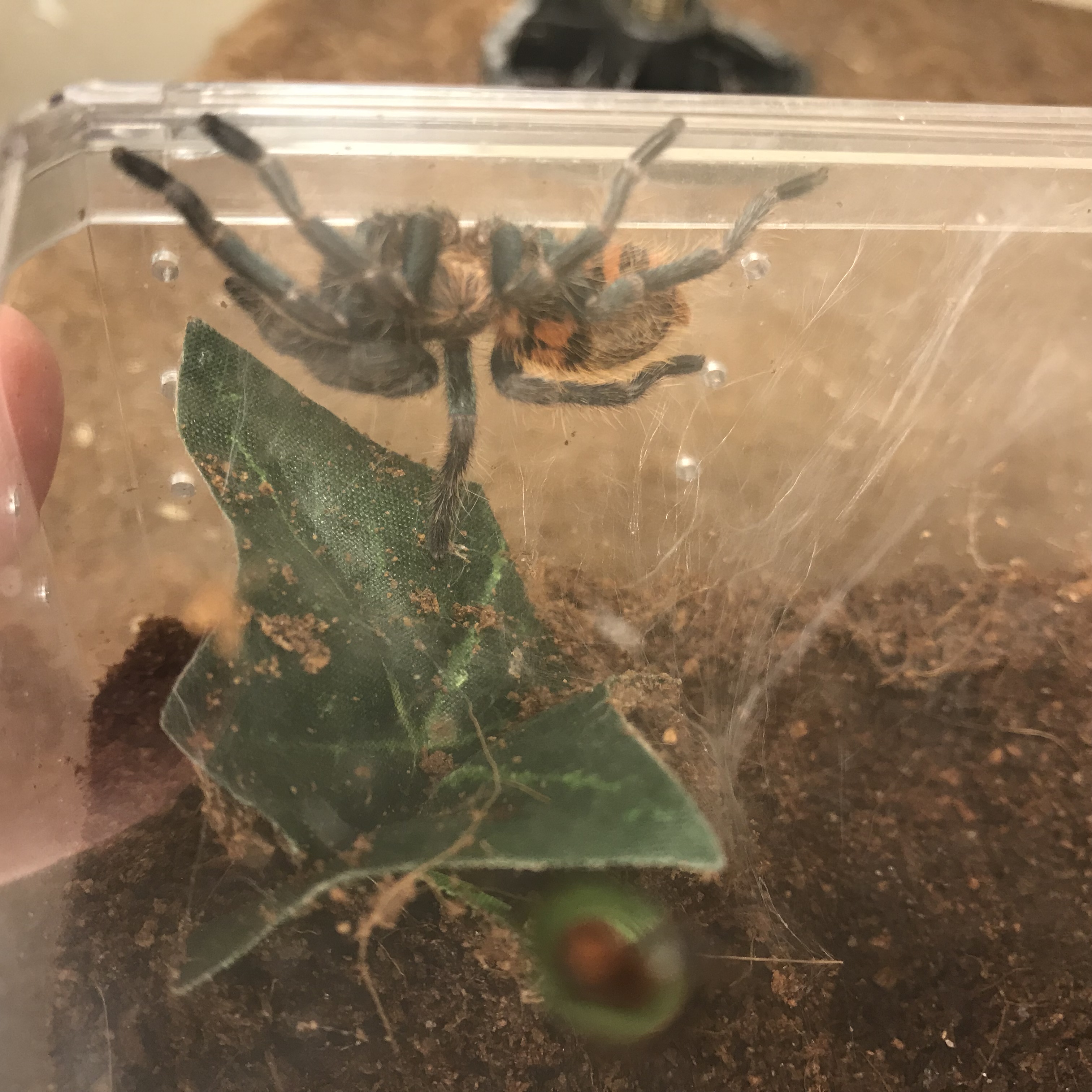 Spider looks like it’s on its top-toe..