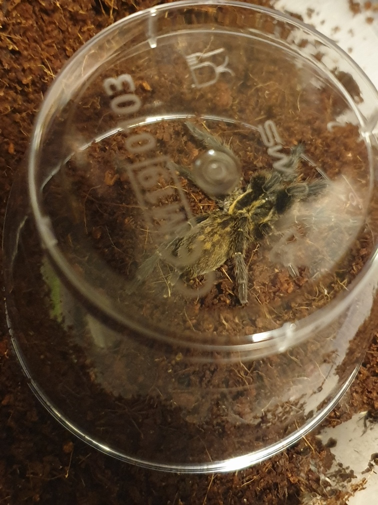 Spoodle not enjoying her rehouse.