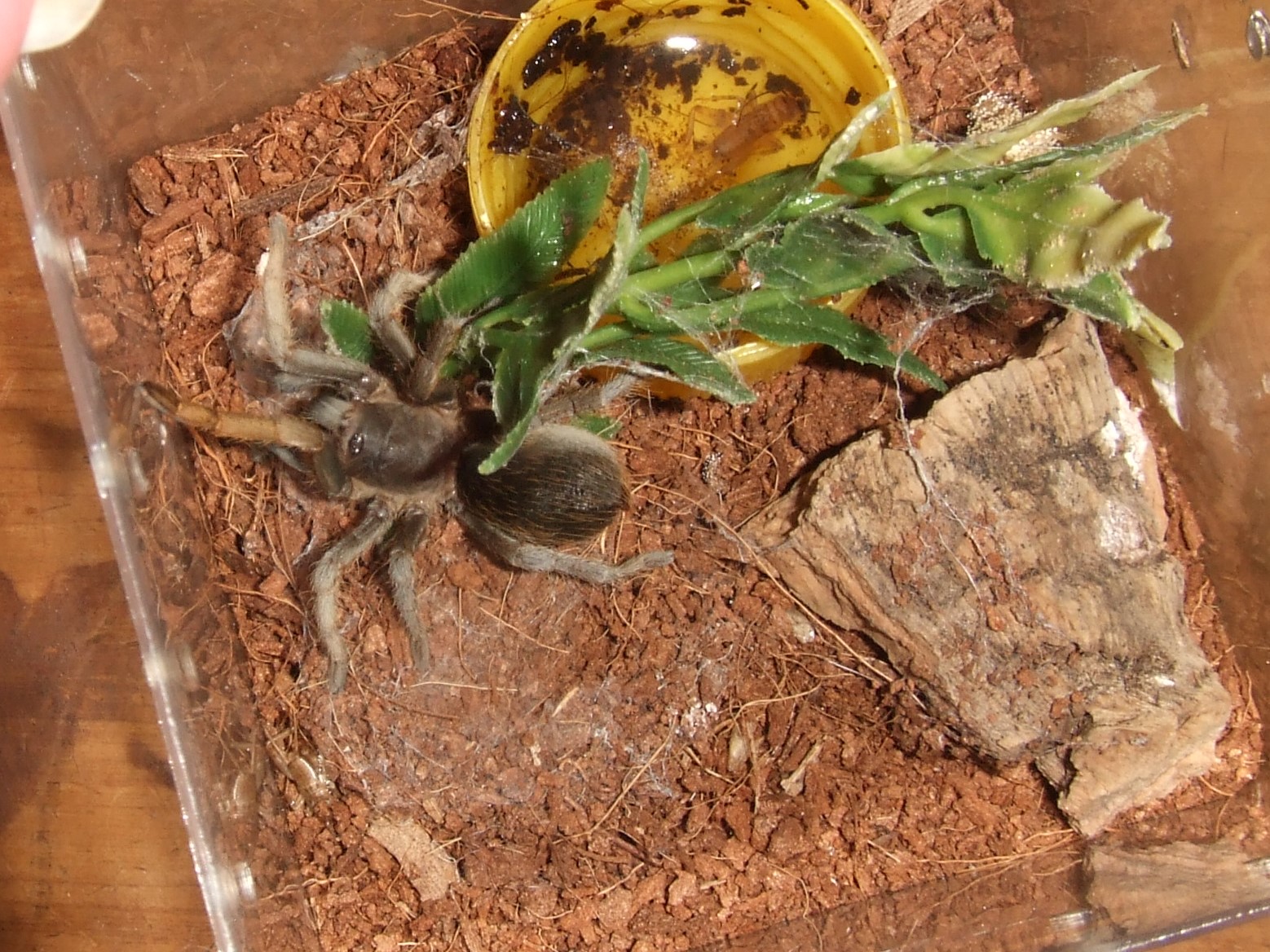 Stichoplastoris asterix - Toro