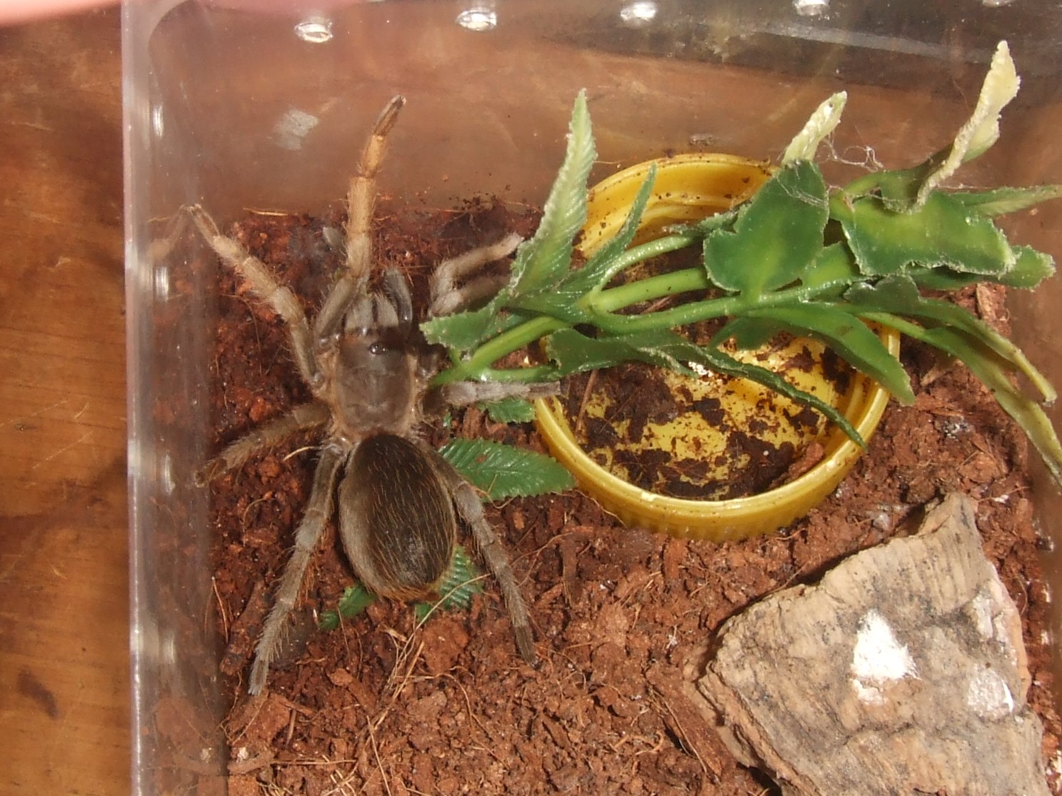 Stichoplastoris asterix - Toro