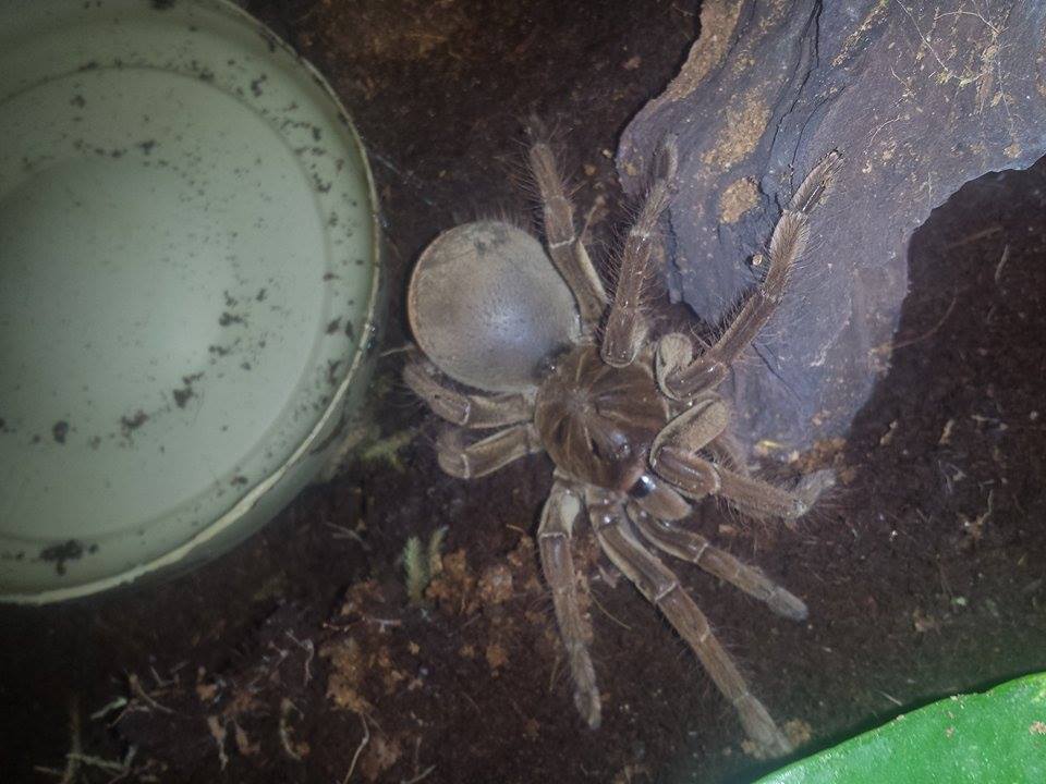 Stirmi in heavy pre molt