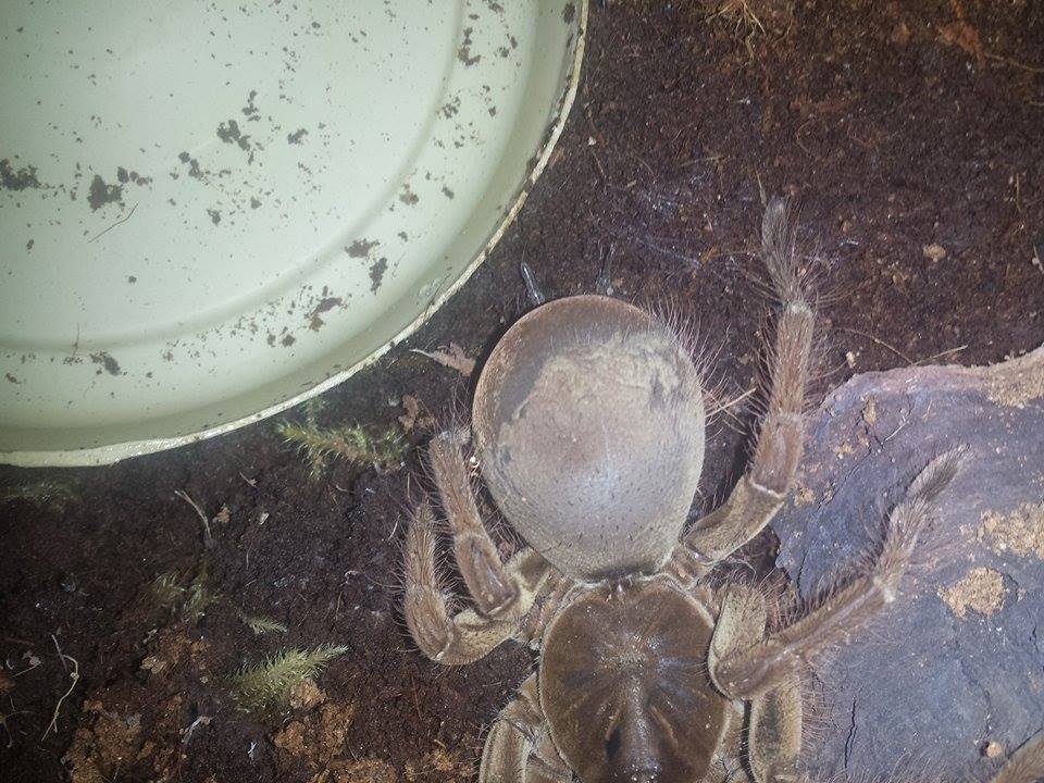 Stirmi in heavy pre molt