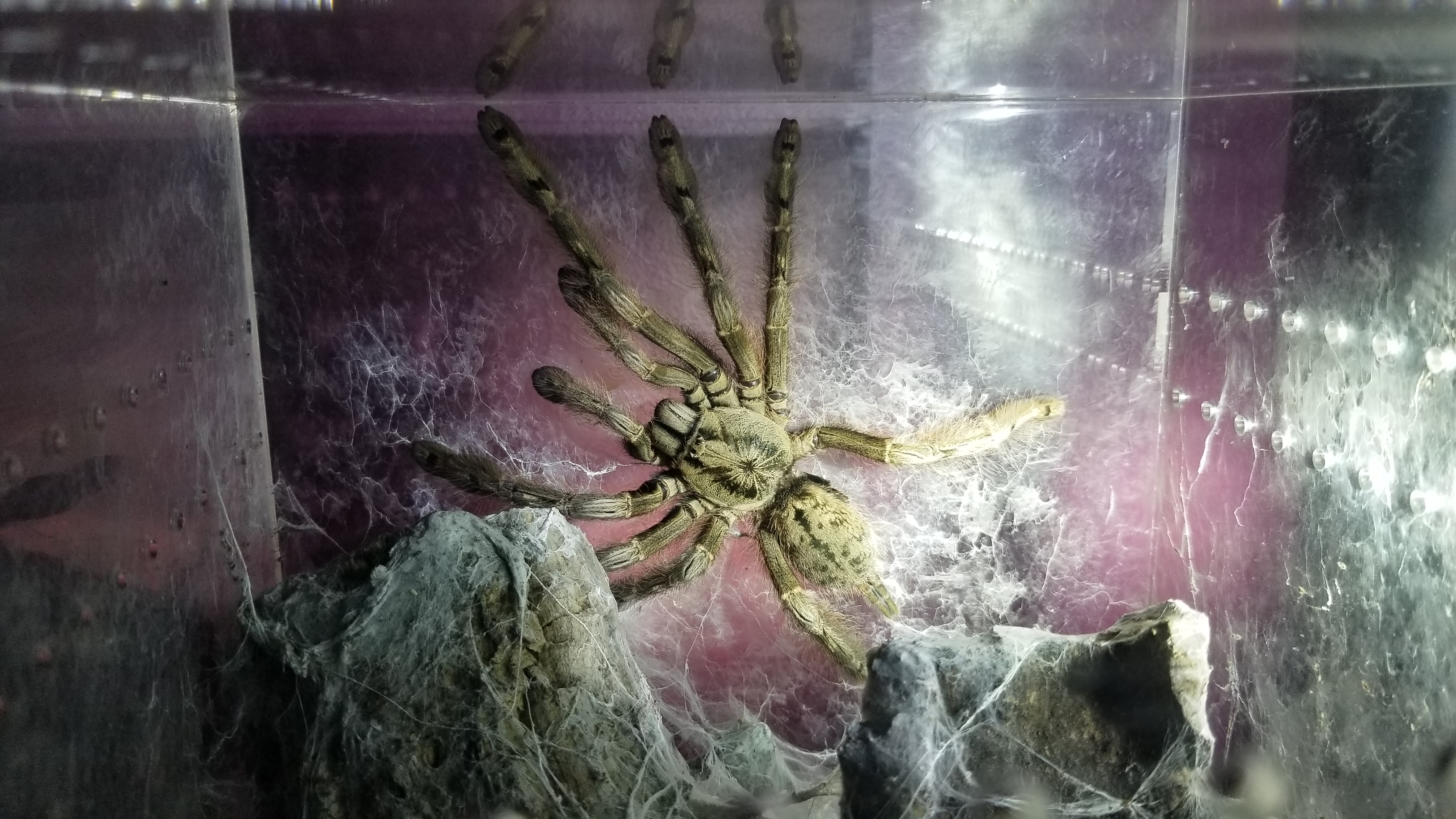 stromatopelma calceatum