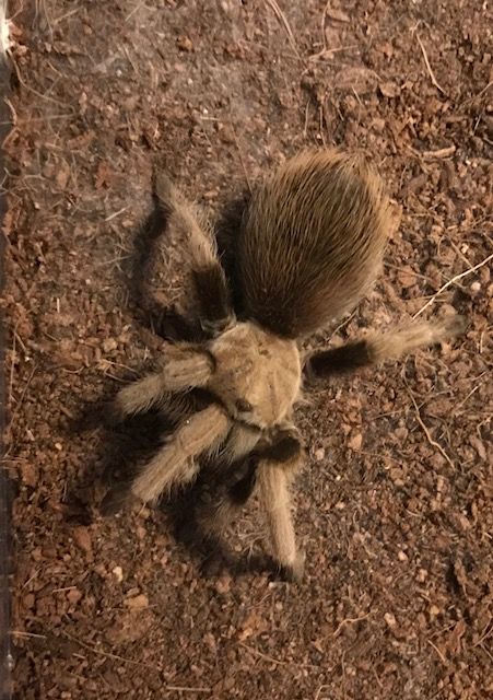 Stumpy after a few meals