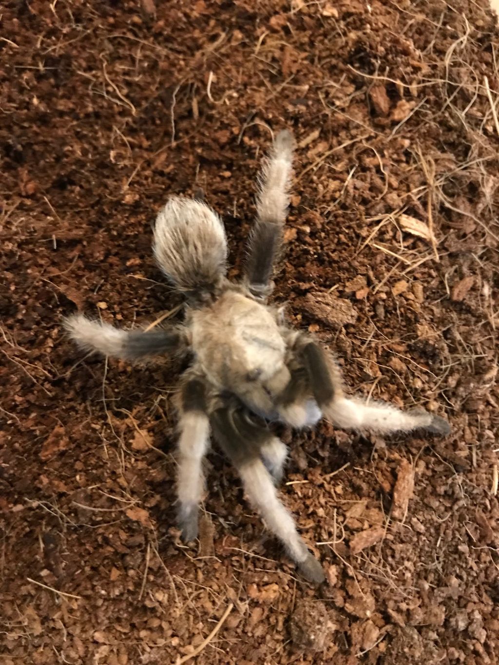 Stumpy the 5 legged Tarantula