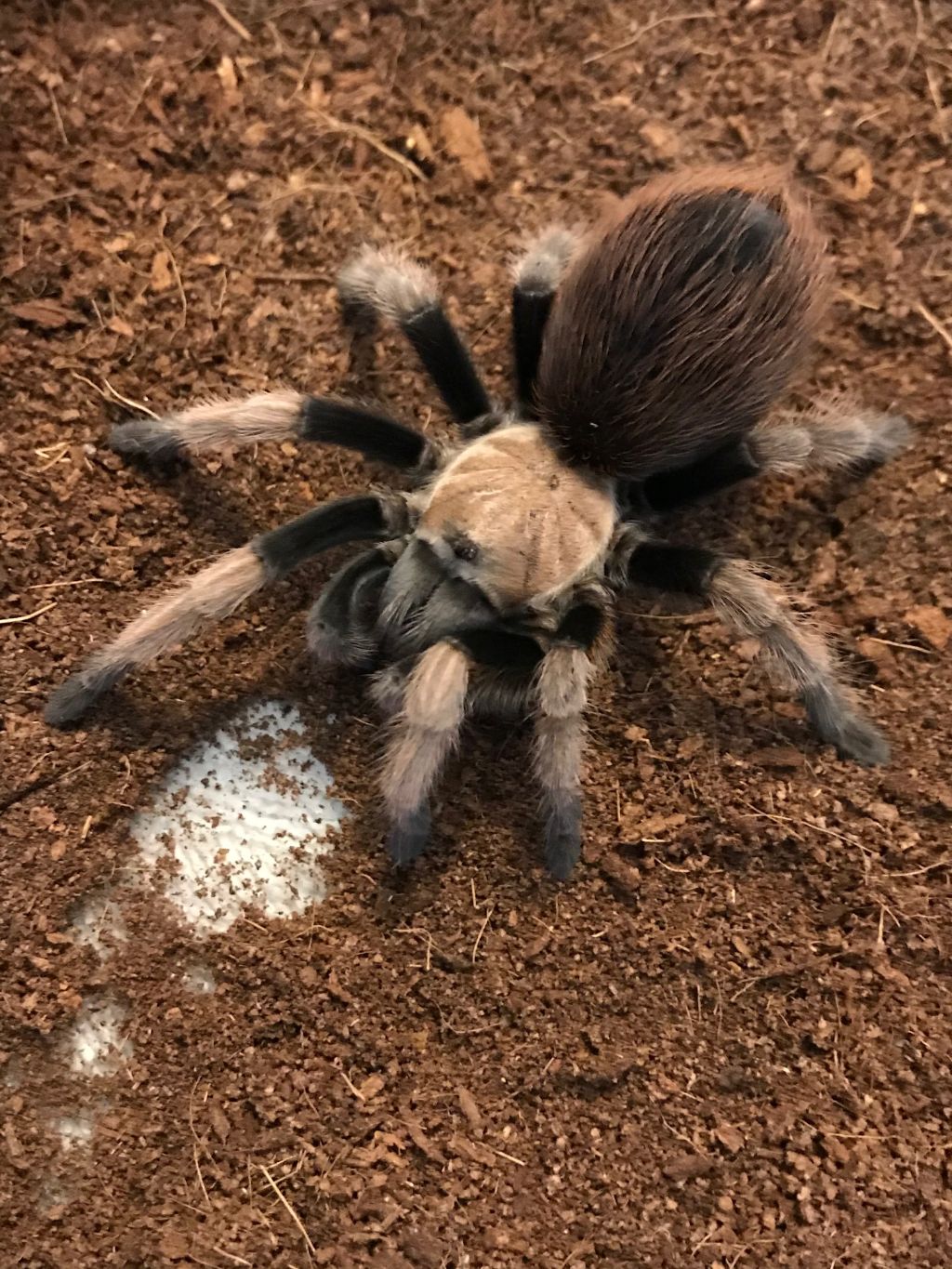 Stumpy's Latest Molt
