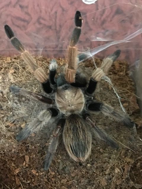 Stumpy's New Legs.jpg