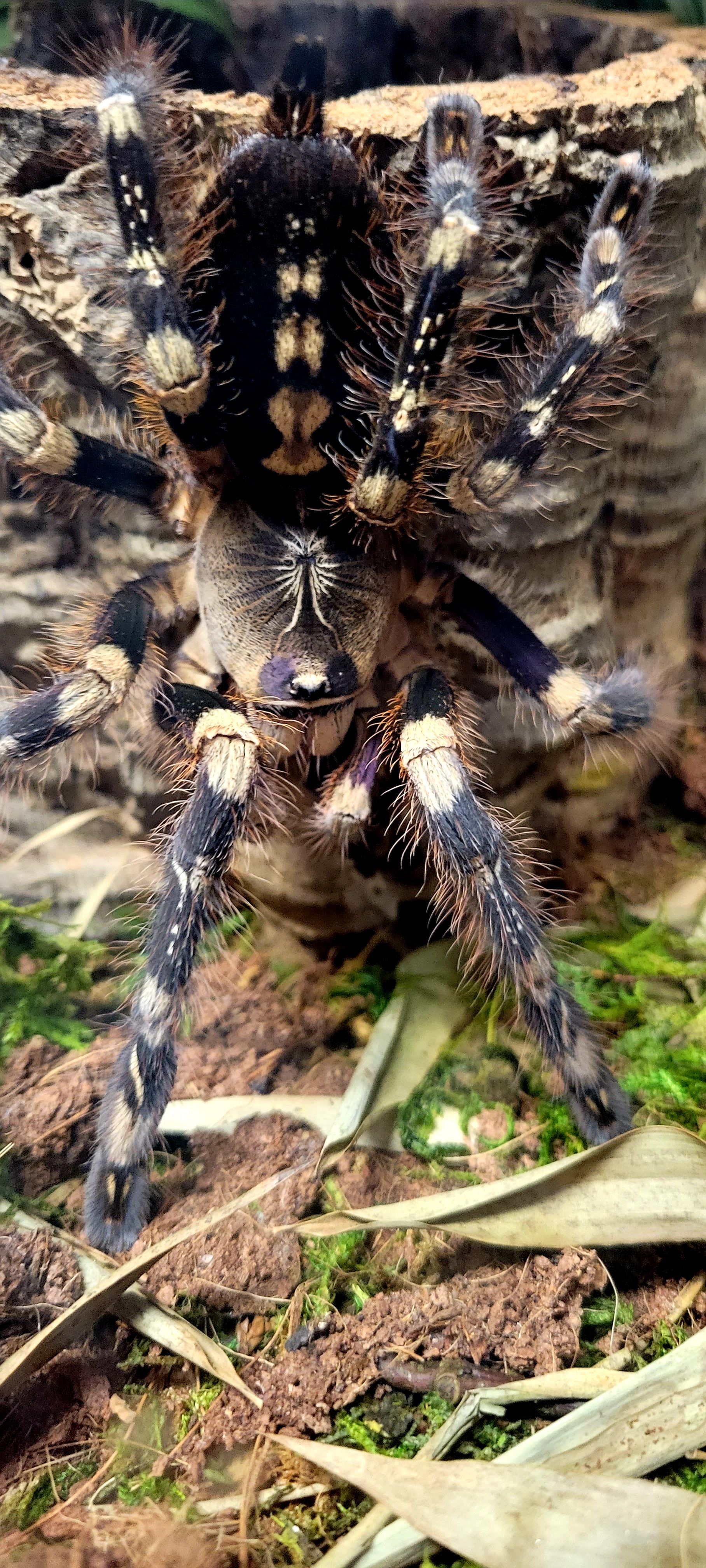 subfusca