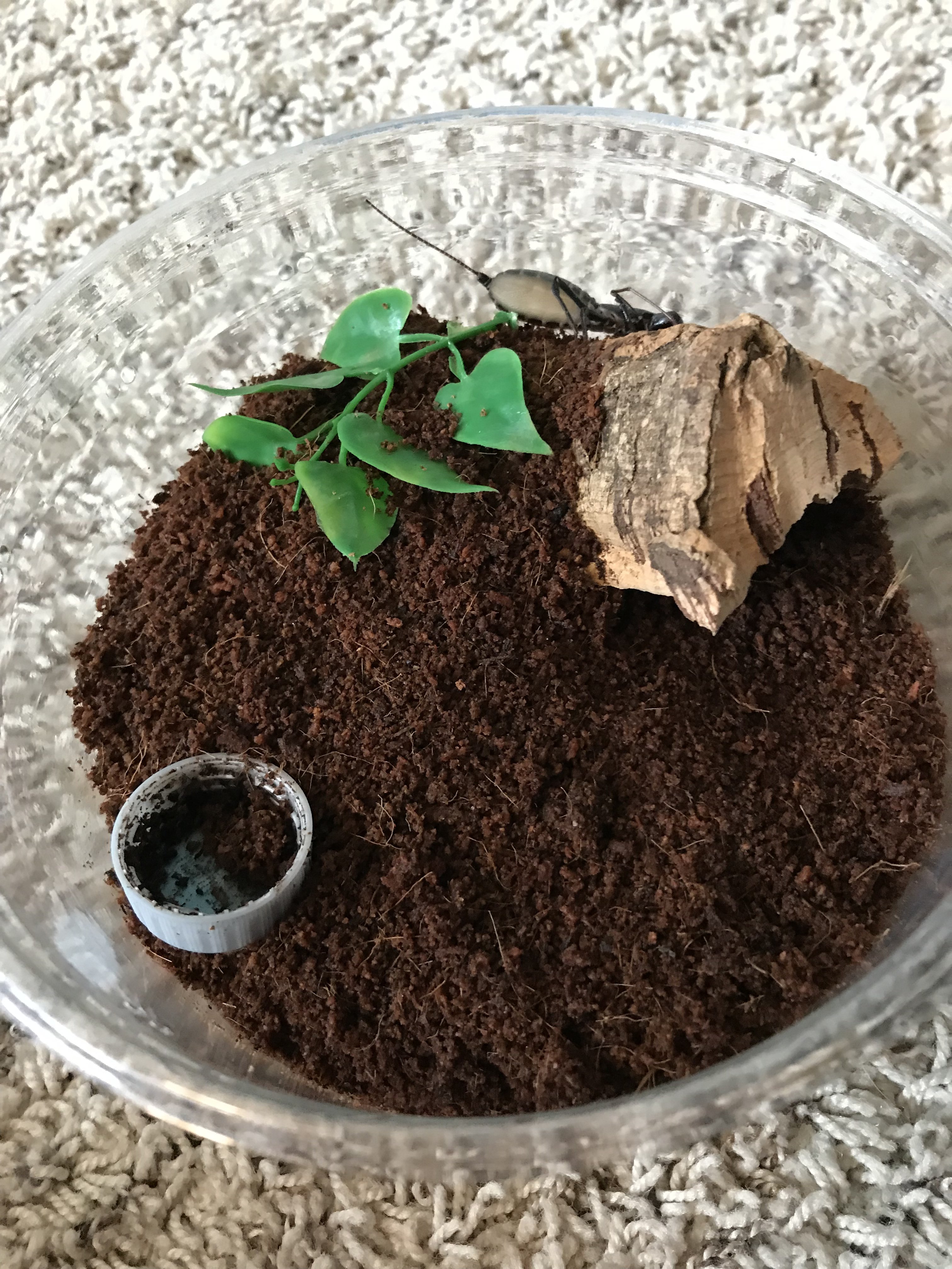 Substrate change Tarantula Forum