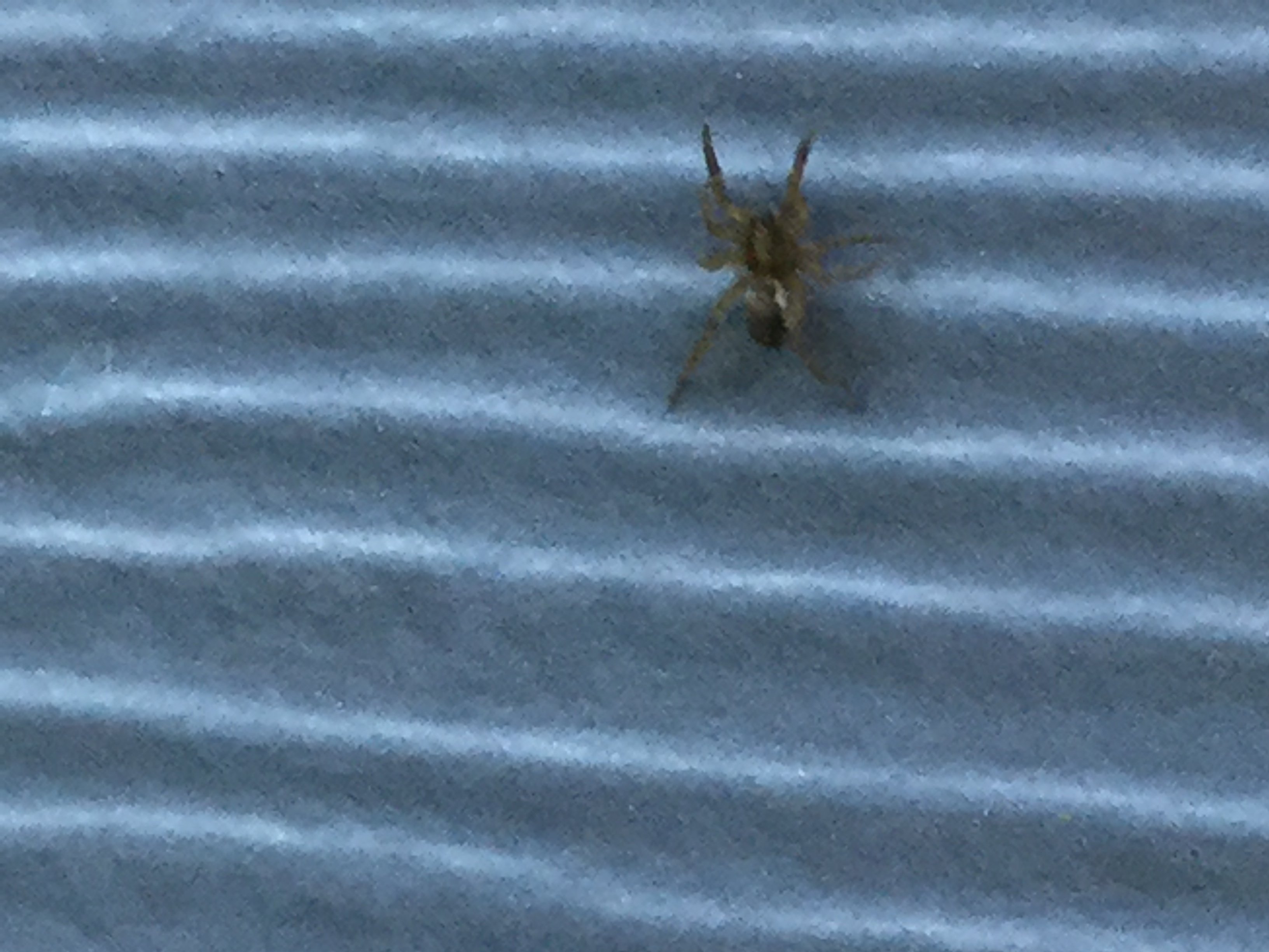 Supposed yellow sac spider pt. 2