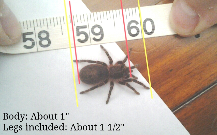 Swixter, Grammostola pulchripes, measured