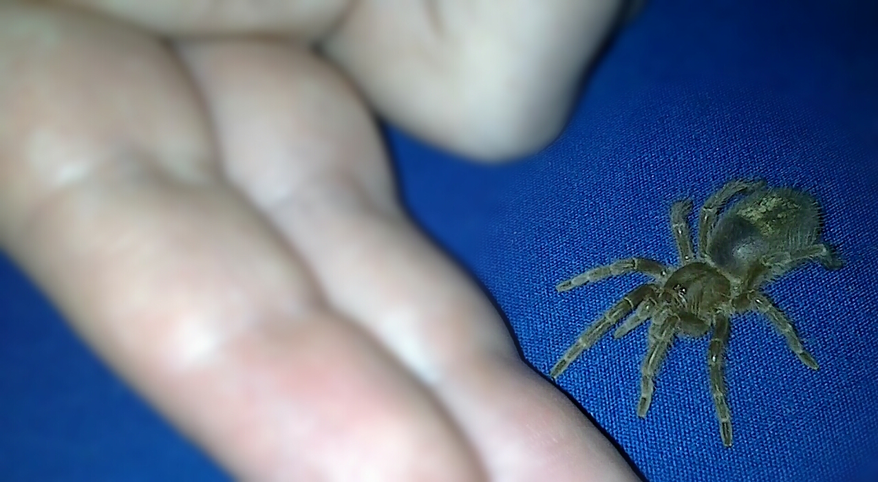 Swixter, Grammostola pulchripes sling