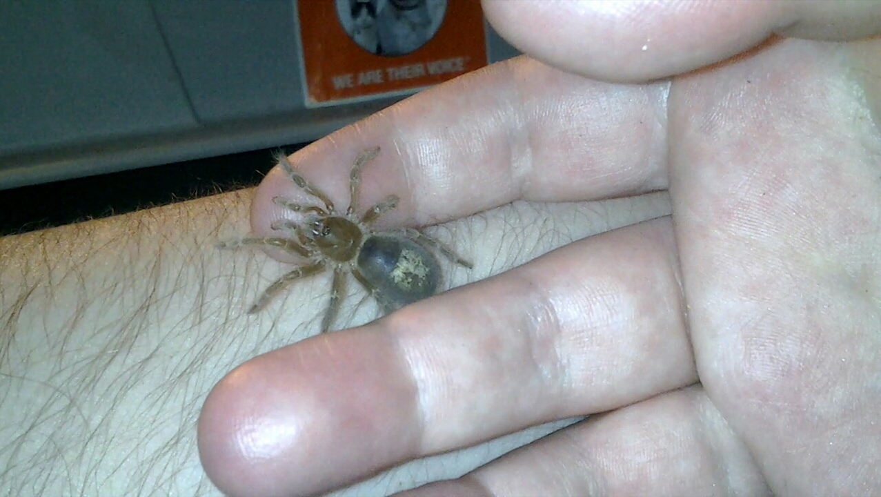 Swixter, Grammostola pulchripes sling