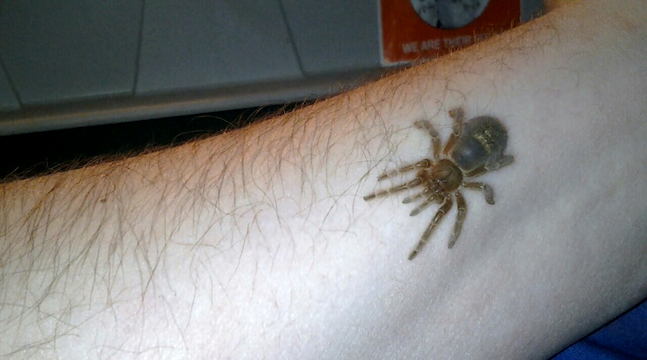 Swixter, Grammostola pulchripes sling