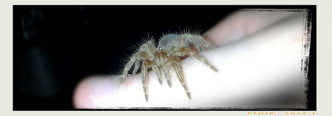 Swixter, Grammostola pulchripes sling