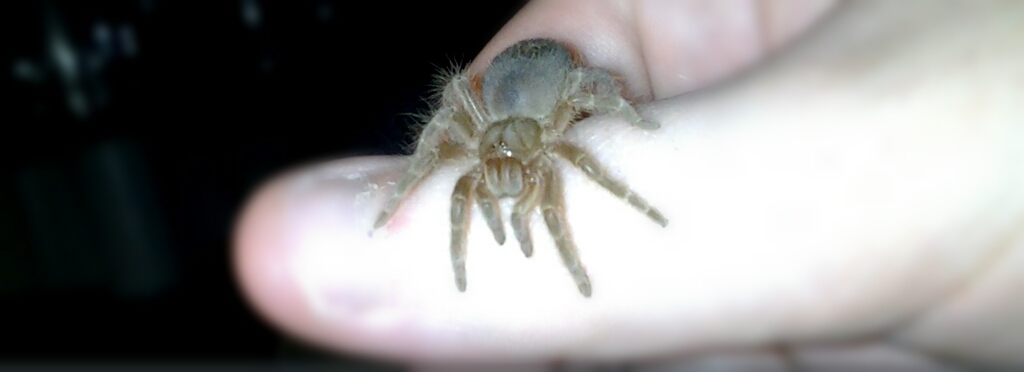 Swixter, Grammostola pulchripes sling