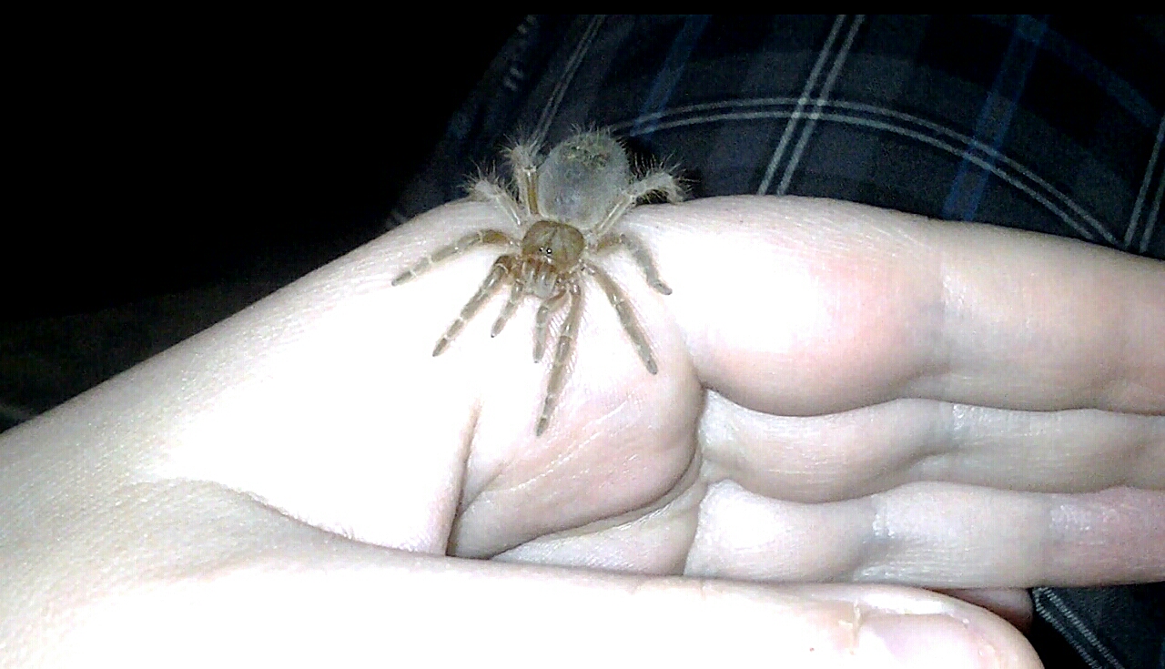 Swixter, Grammostola pulchripes sling