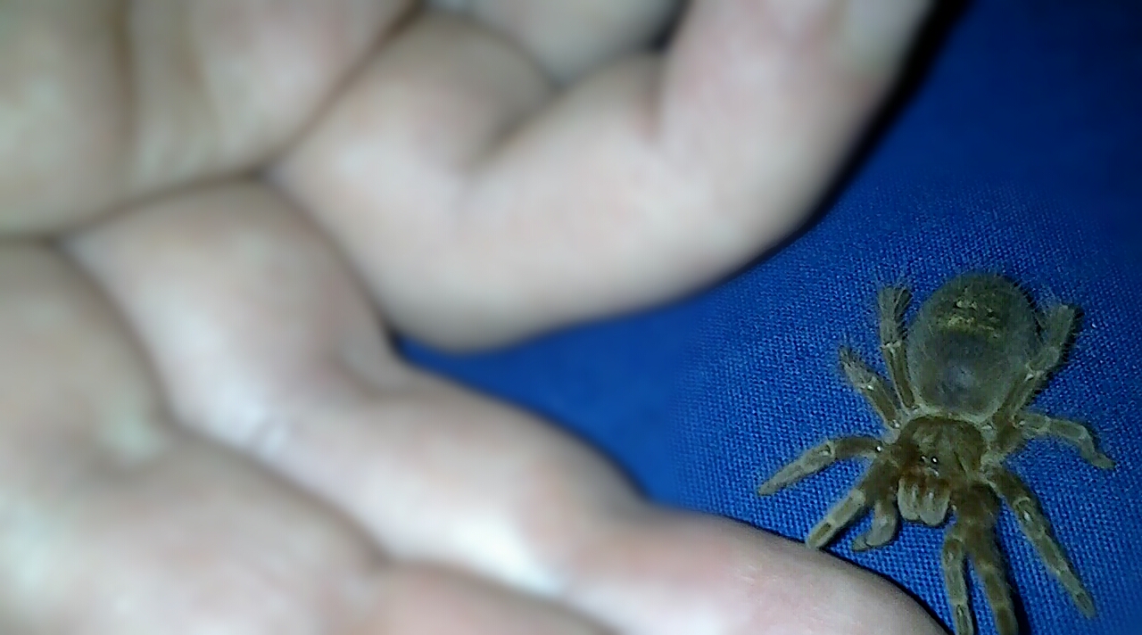 Swixter, Grammostola pulchripes sling