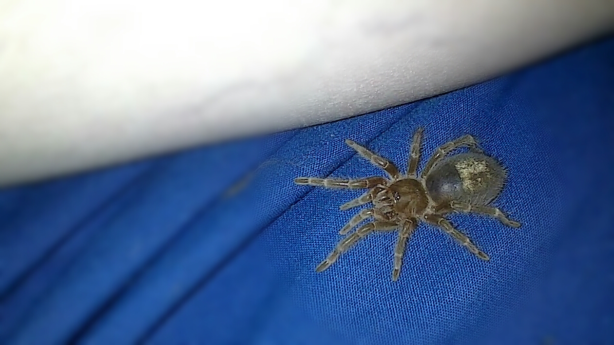 Swixter, Grammostola pulchripes sling