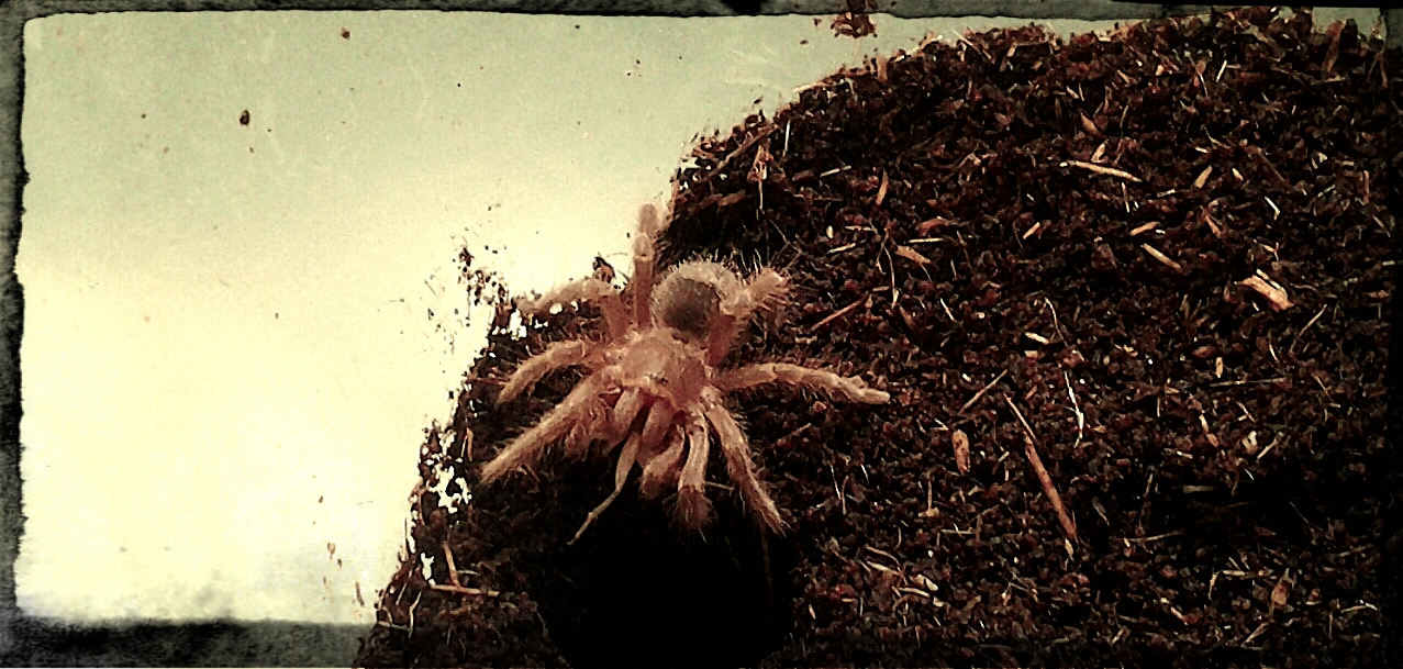 Swixter, Grammostola pulchripes sling