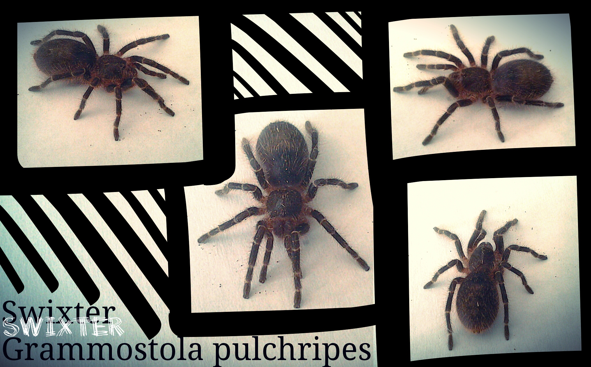 Swixter, Grammostola pulchripes spiderling