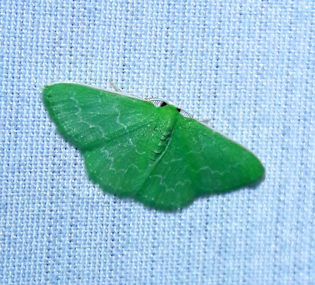 Synchlora frondaria 'Southern emerald'