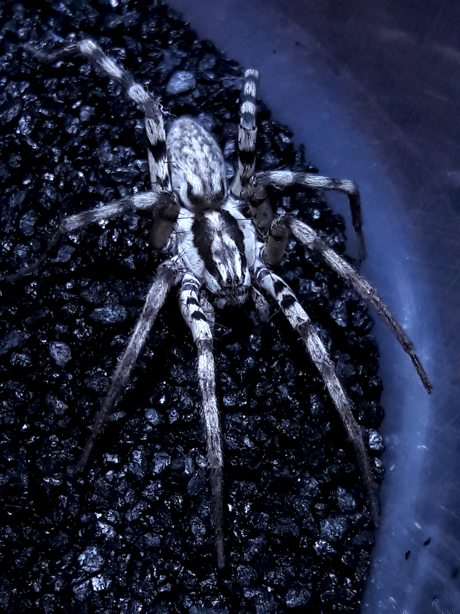 Syspira tigrina (miturgidae)