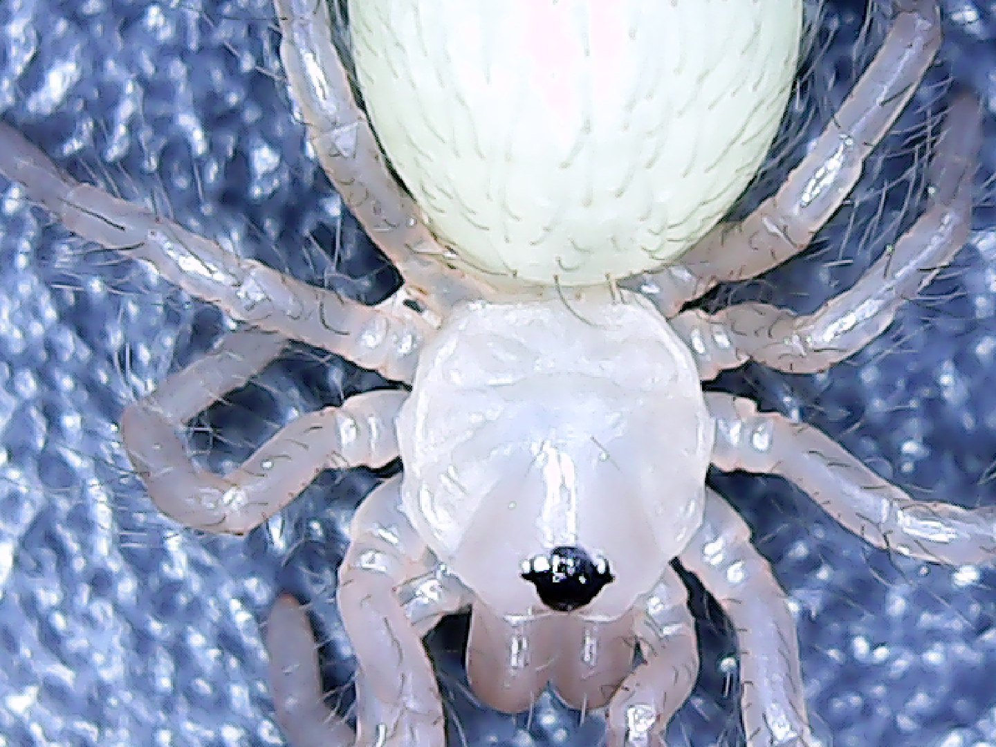 T. albopilosum (EWL)