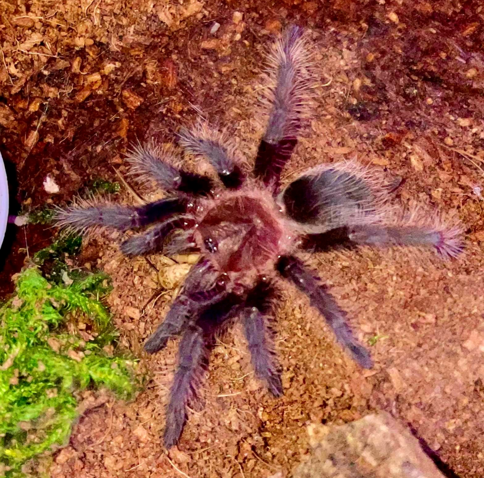 T. albopilosum Ometepe Island Blue Femur