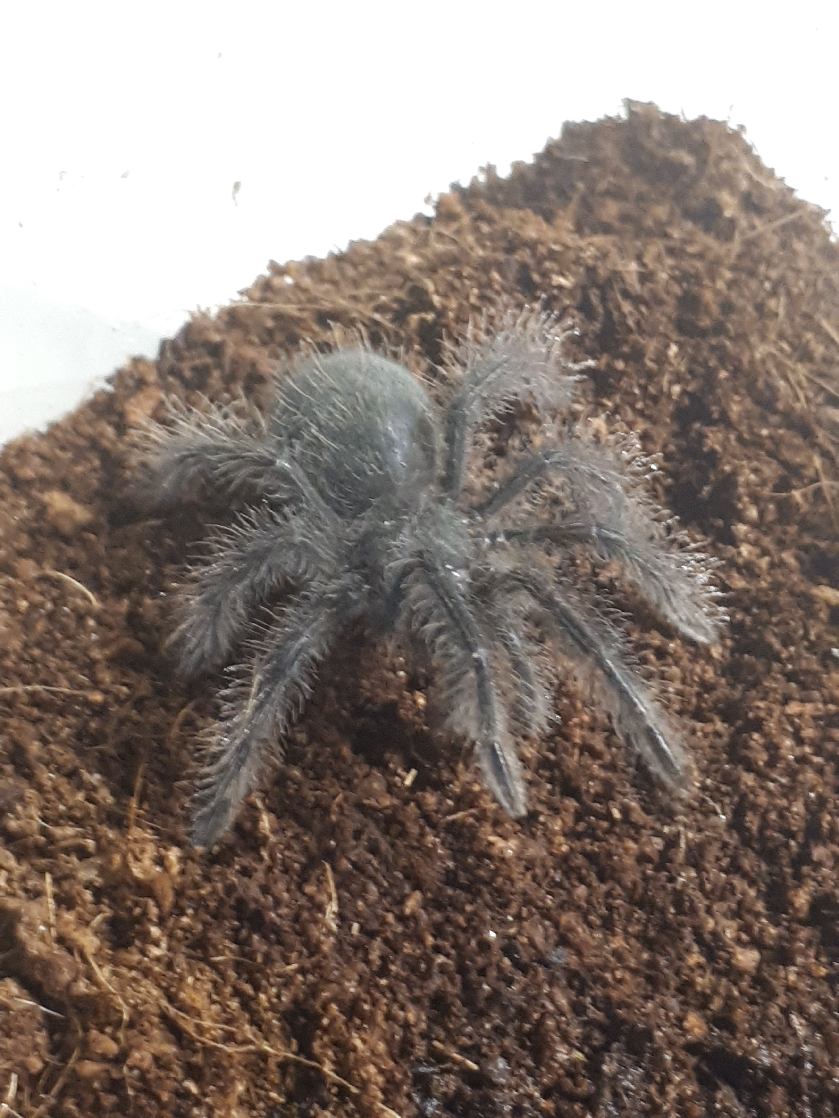 T. Blondi sling