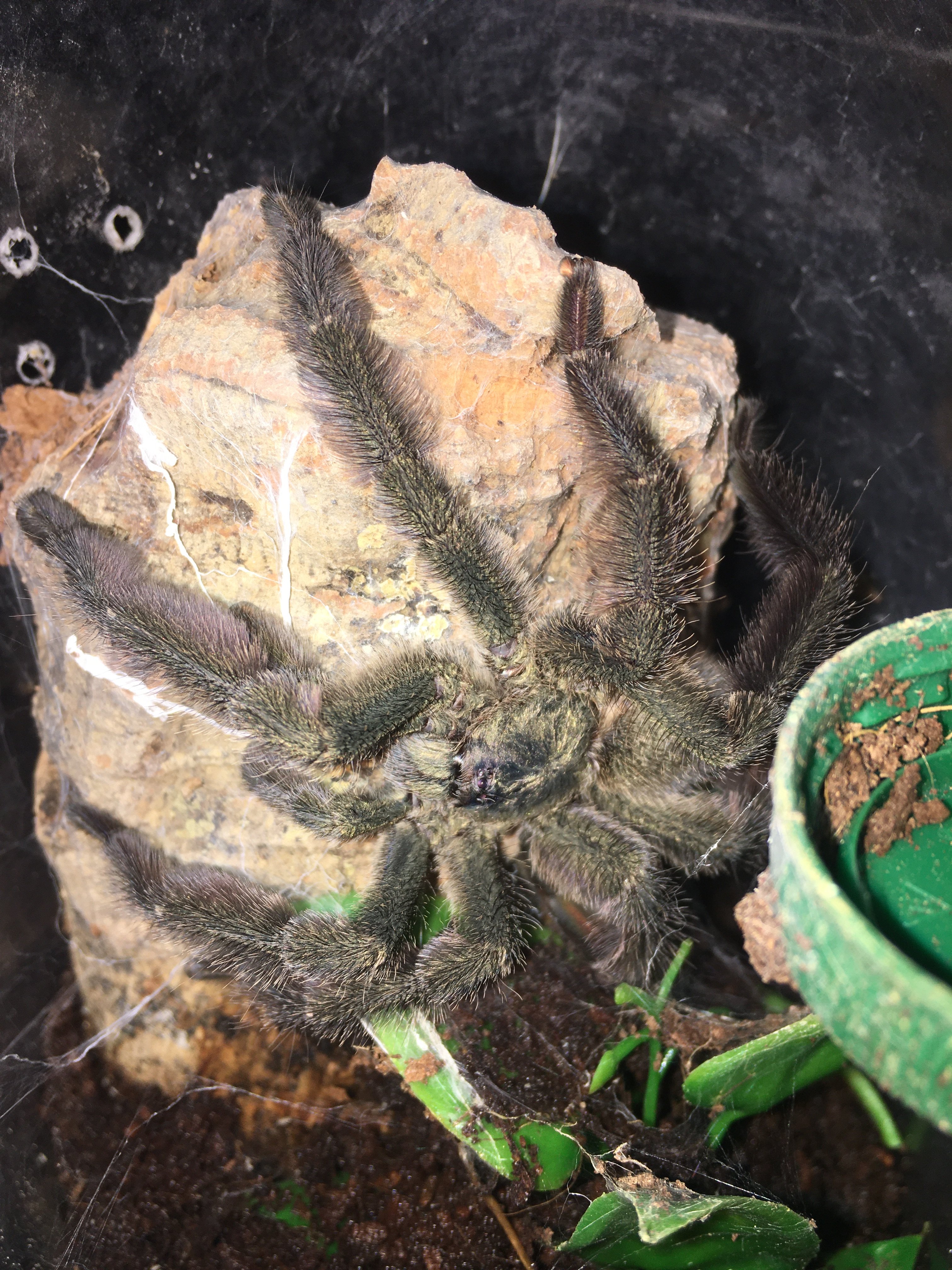T Cupreus Mm