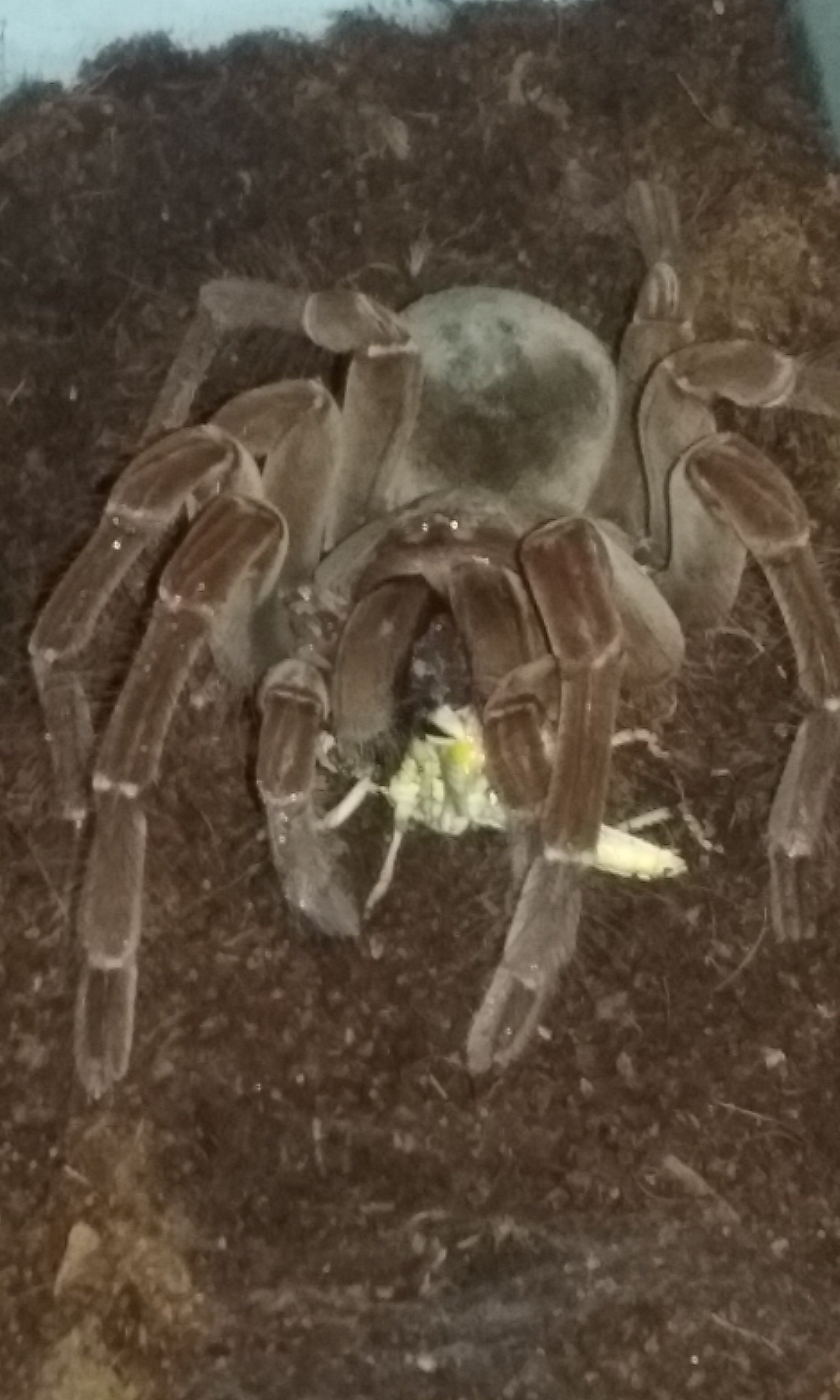 T. Stirmi (AF) Duchess