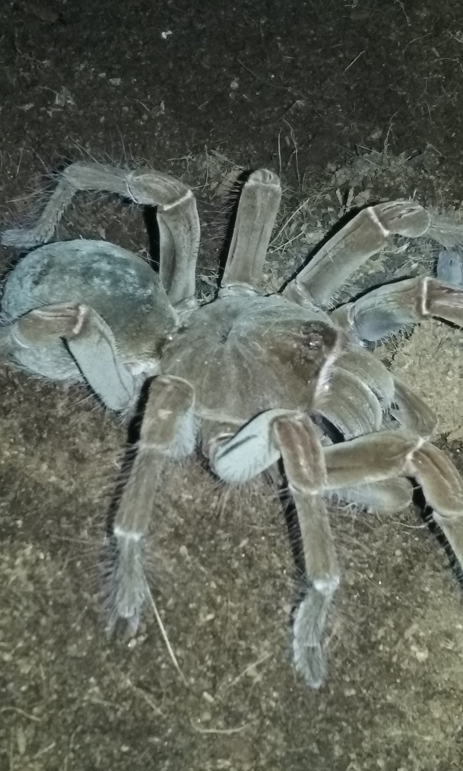 T. Stirmi (AF)