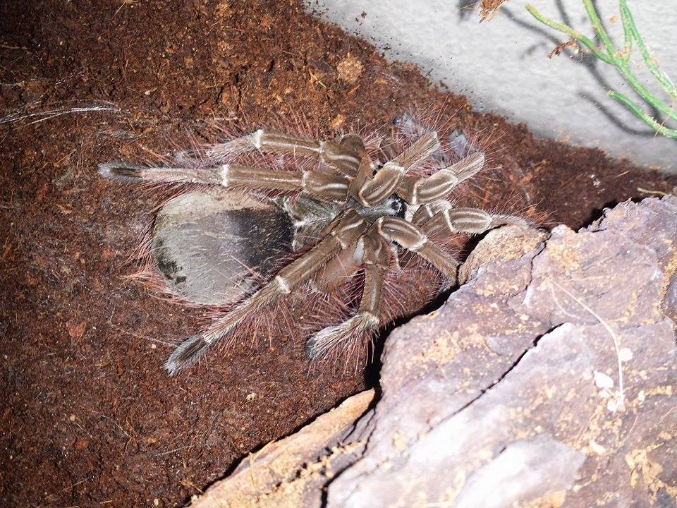 T. Stirmi after molt
