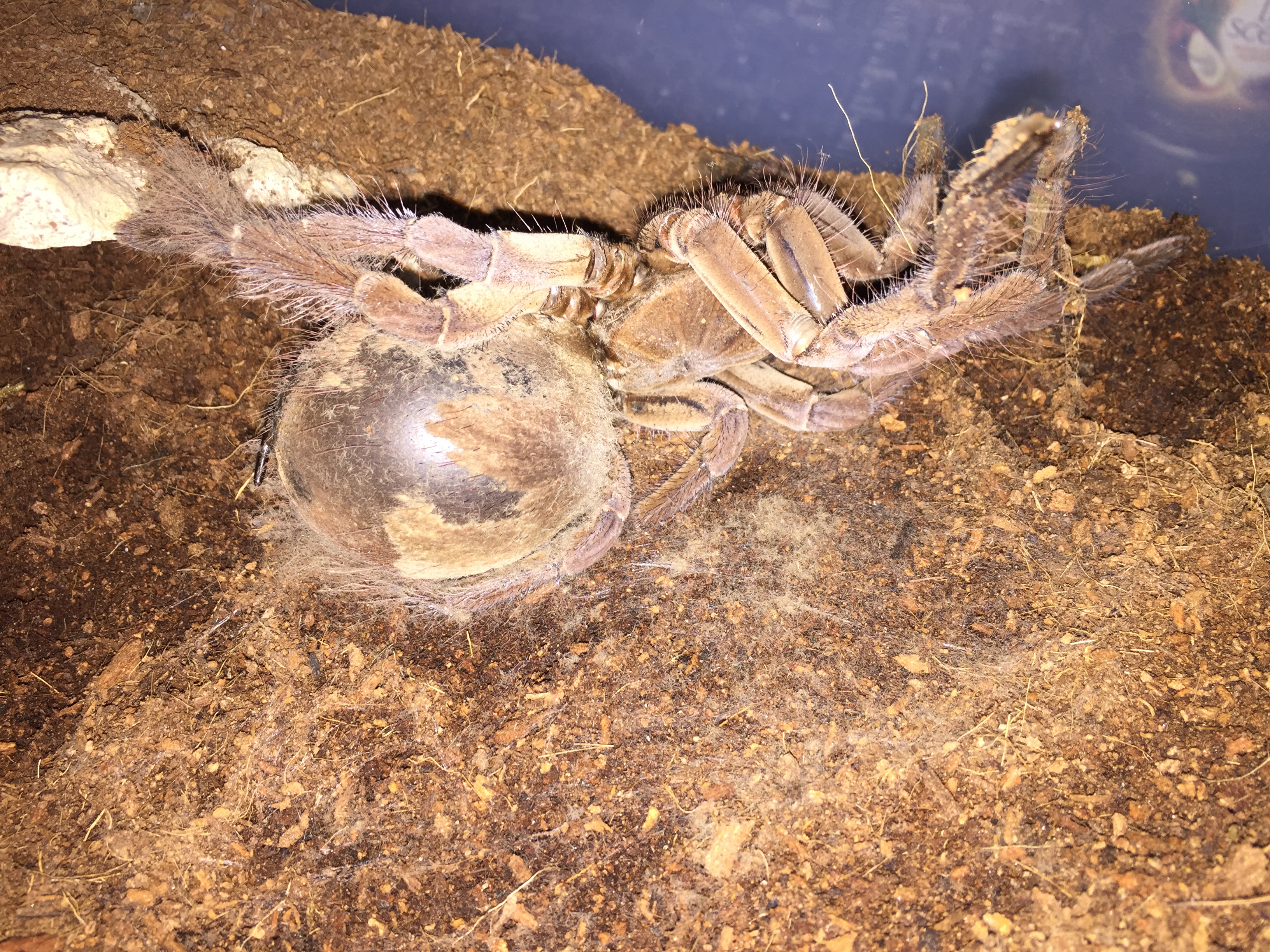 T stirmi female " Creeper" ready to molt