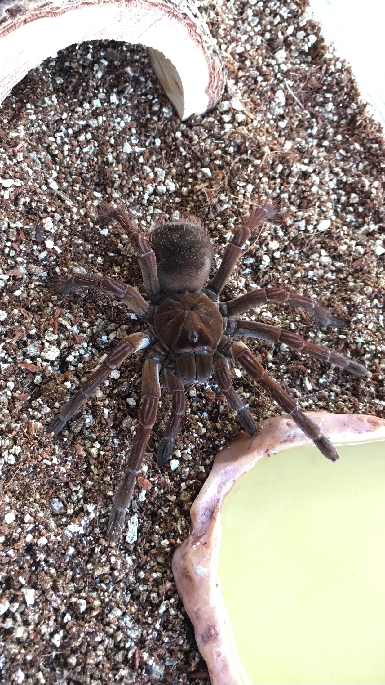 T. stirmi