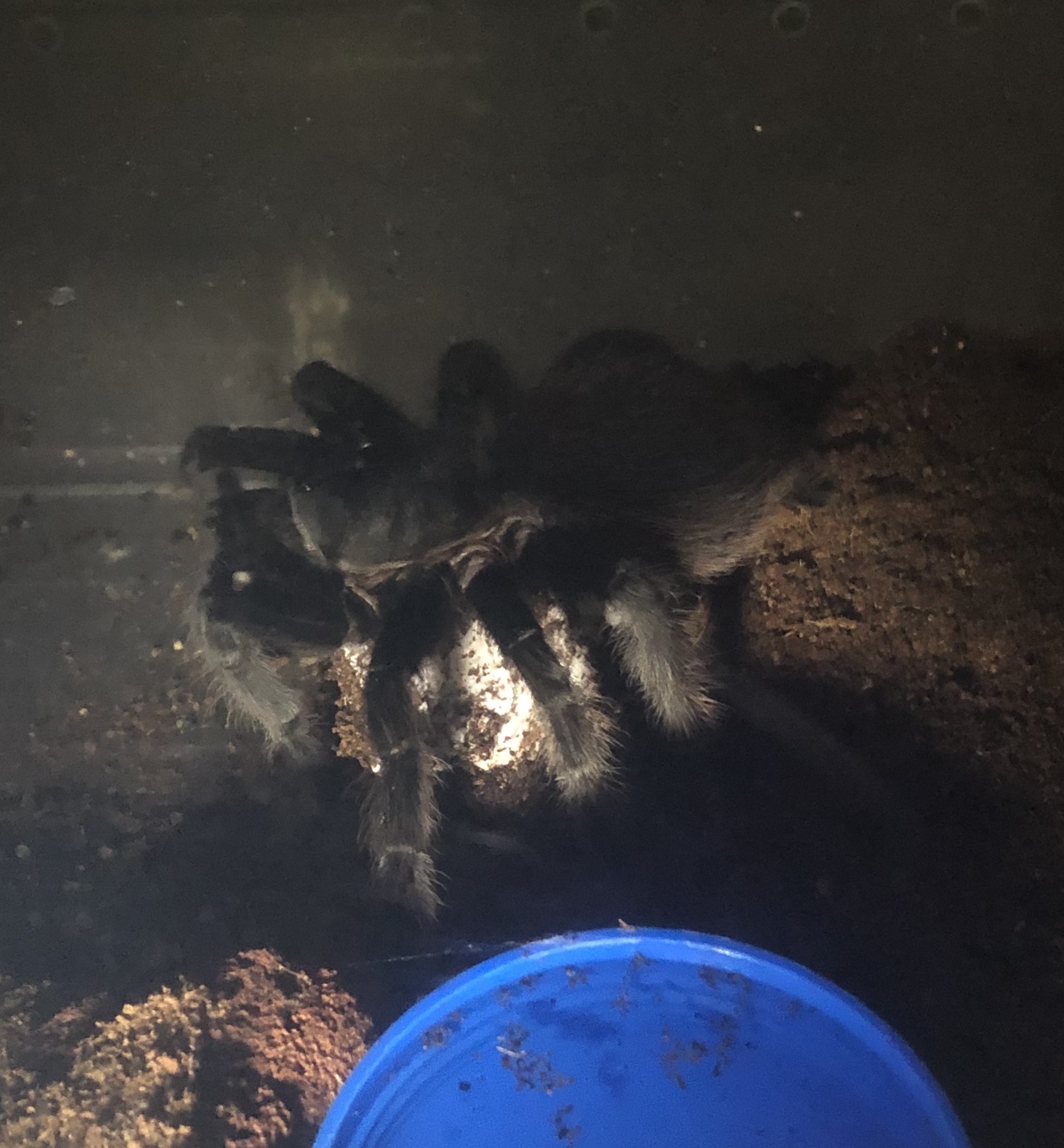 T. vagans (2) egg sac laid 6-11-20.jpg