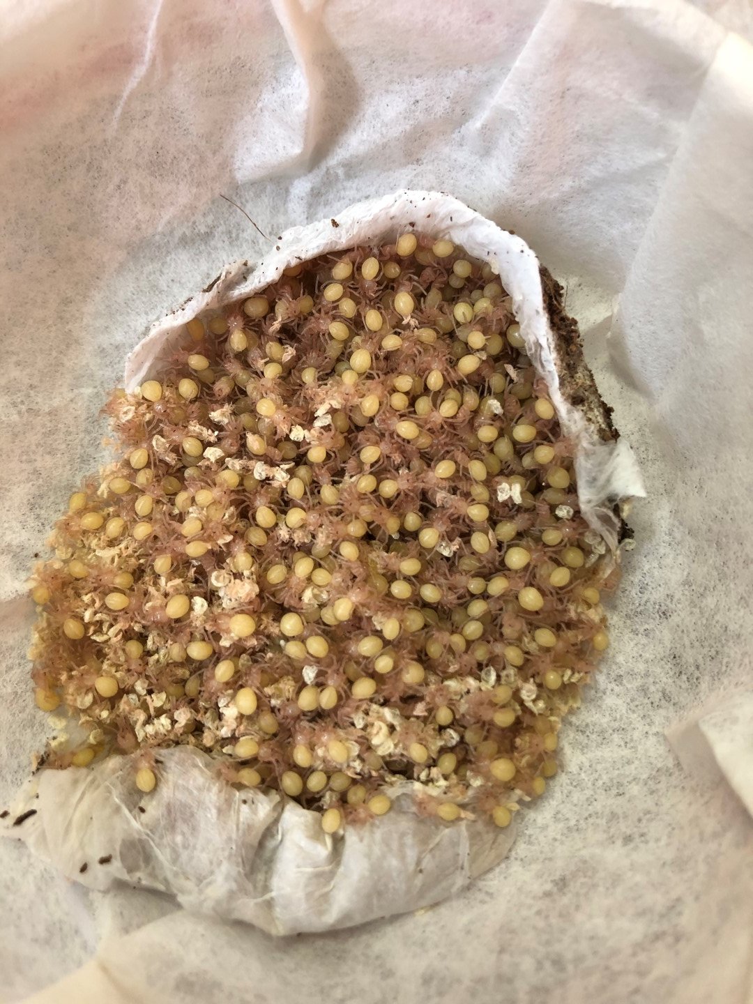 T. vagans (#2) Egg Sac Pulled 7-11-20 (1).jpg