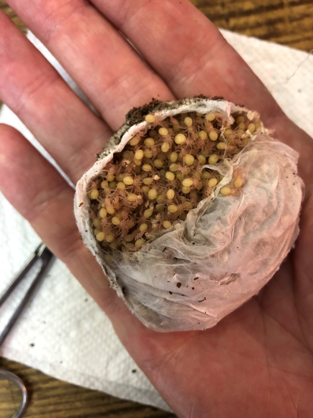 T. vagans (#2) Egg Sac Pulled 7-11-20 .jpg