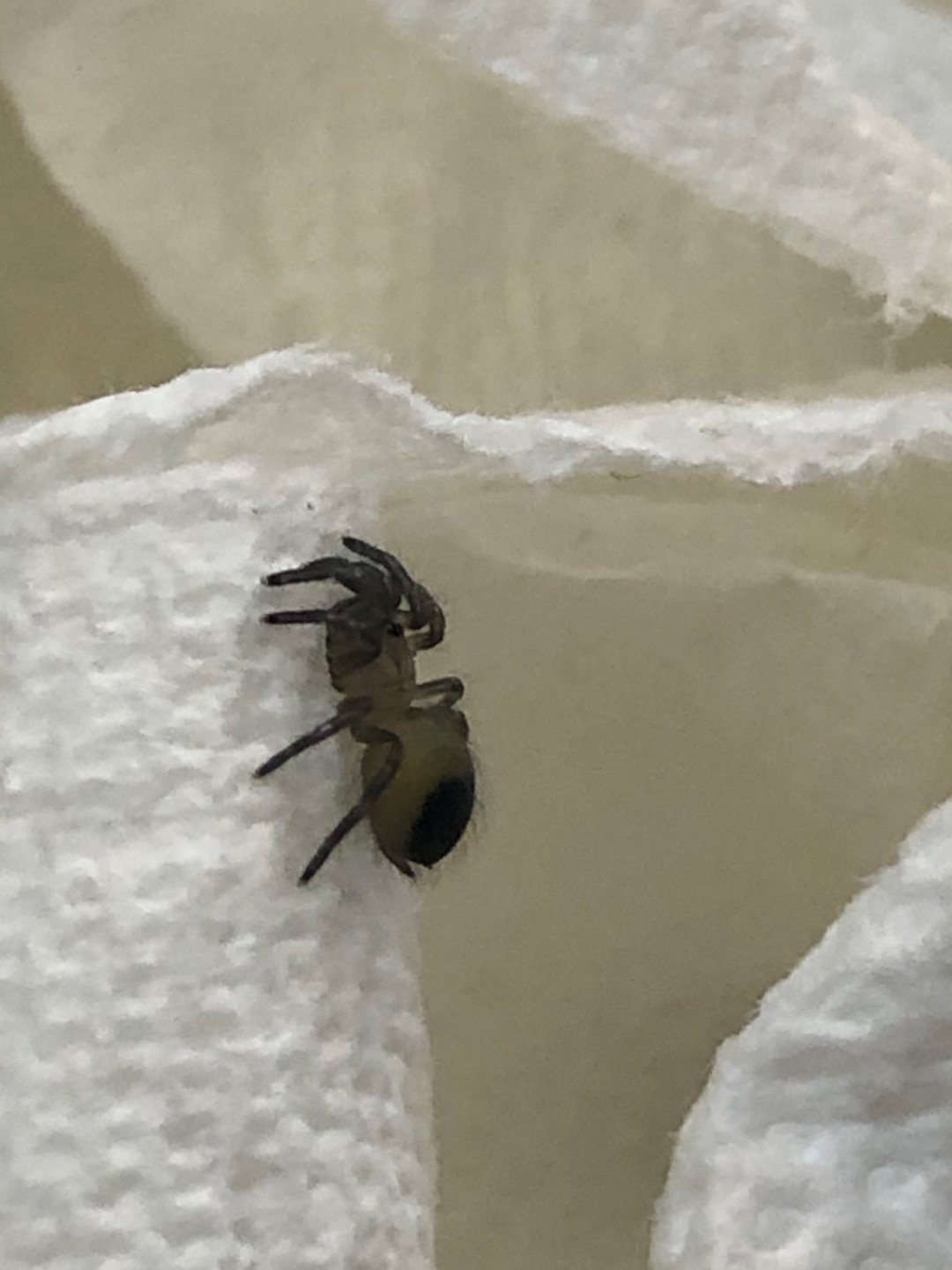 T vagans 2i sling - molt date 7-4-20 .jpg