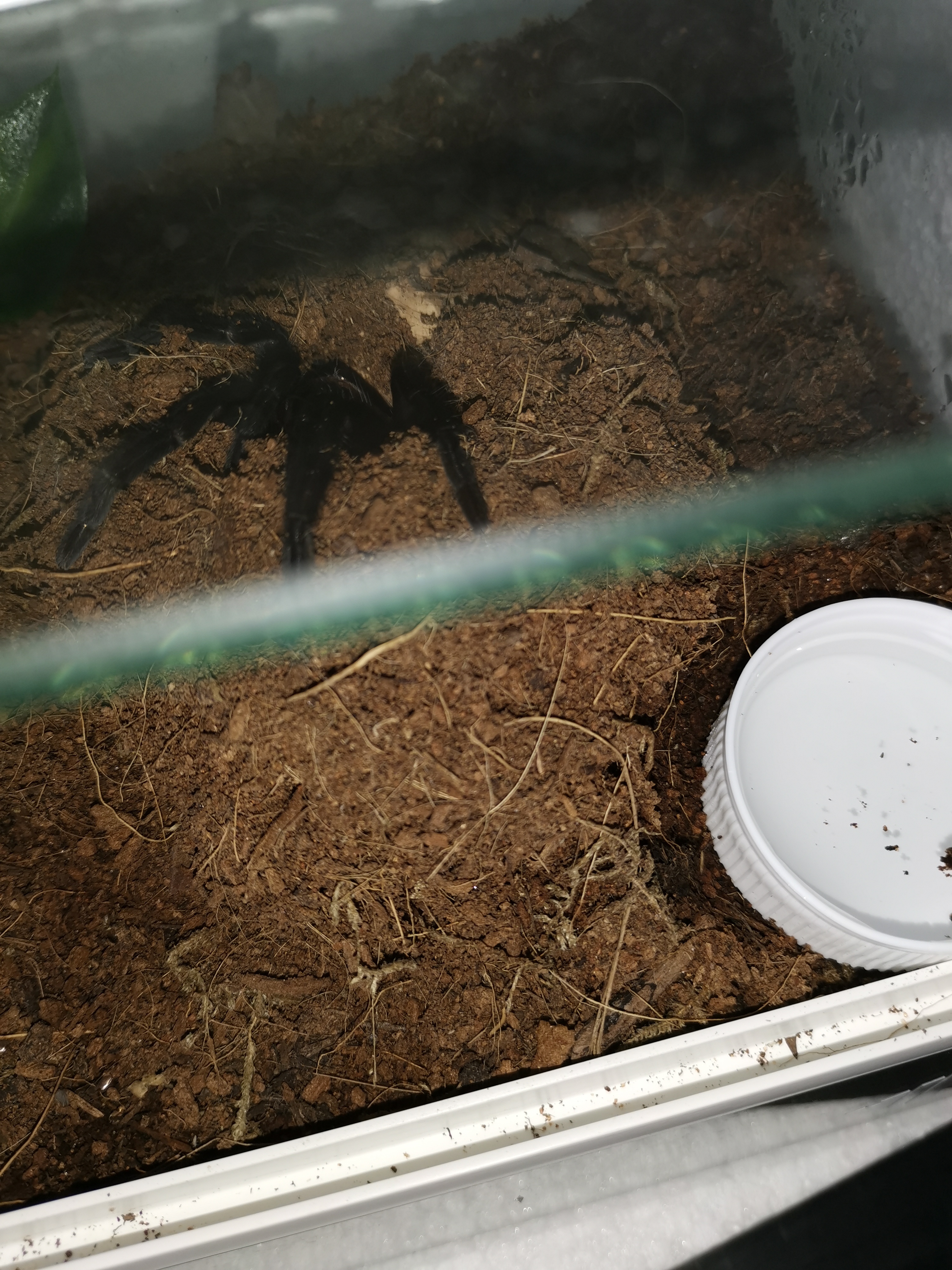 T Vagans sling getting huge?!?