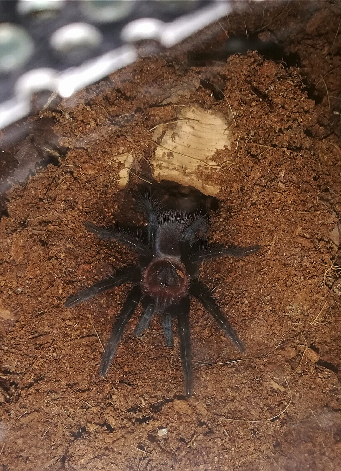 T vagans sling