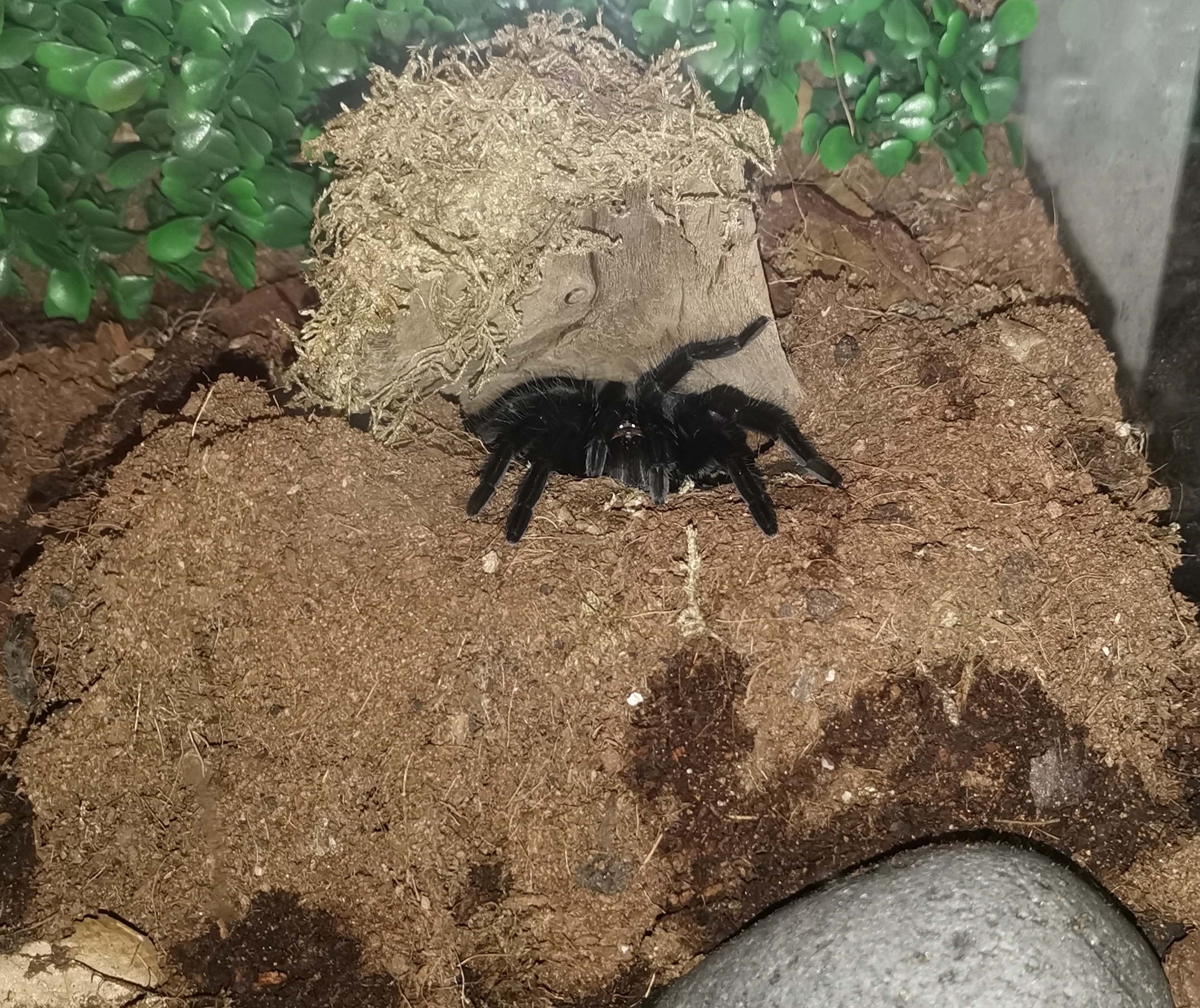 T Vagans waiting for food